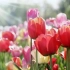 Wczesne odmiany tulipanów